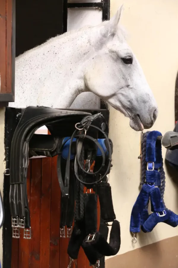 Alternatif sac equitation